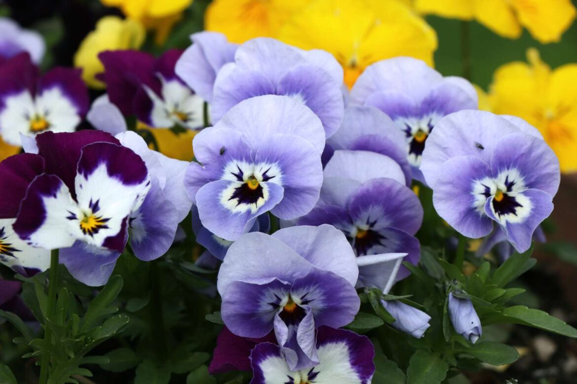 How to Prune Pansies for the Most Prolific Blooms