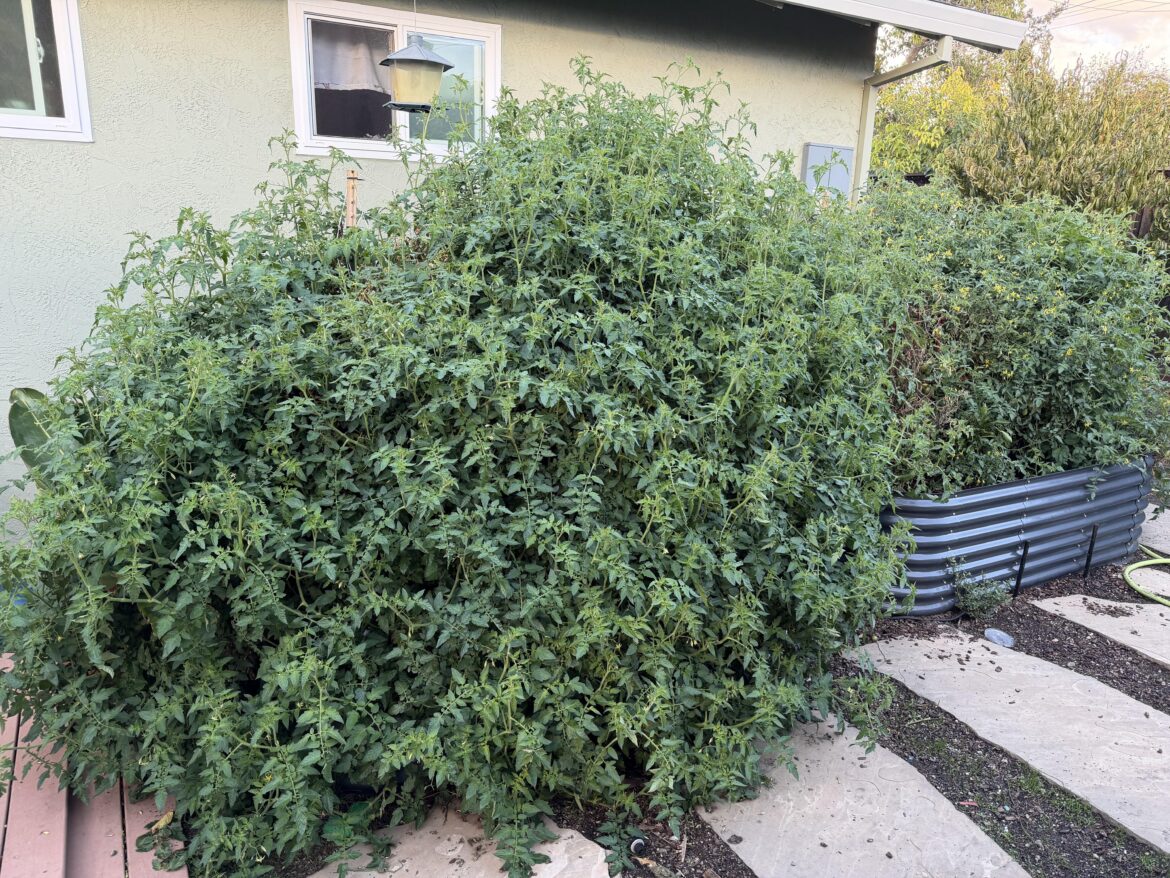 Got a little lazy pruning my tomato plant