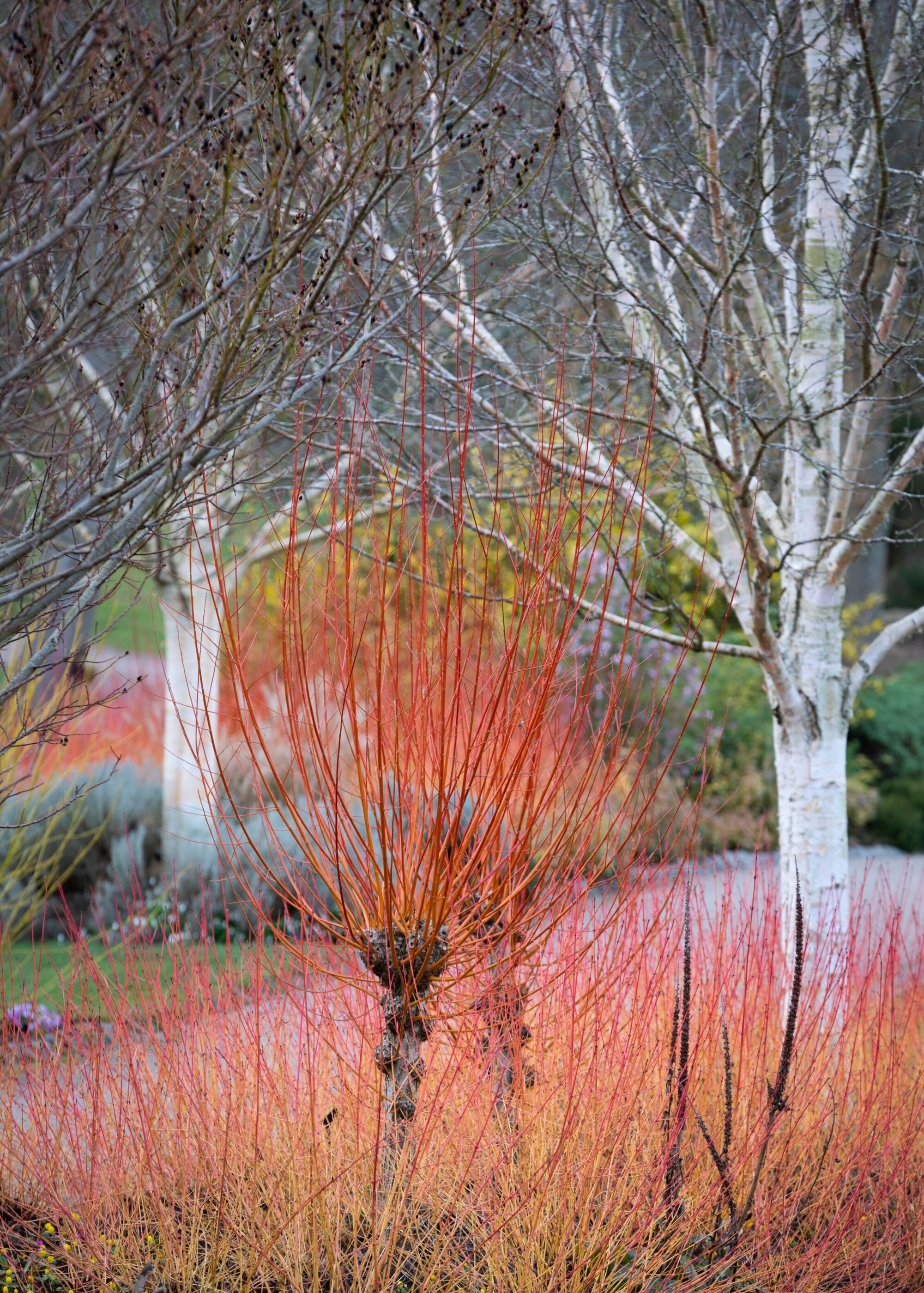 Salix alba var. vitellina 'Britzensis', Cornus sanguinea 'Midwinter Fire', Betula utilis var jacquemontii. RHS Garden Harlow Carr in winter.