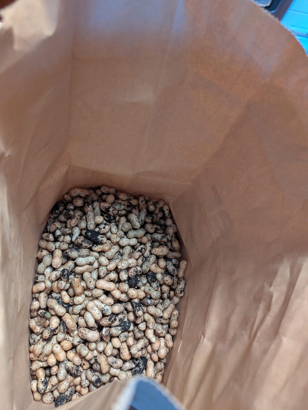 Haven't grown peanuts before. What to do with freshly harvested ones?