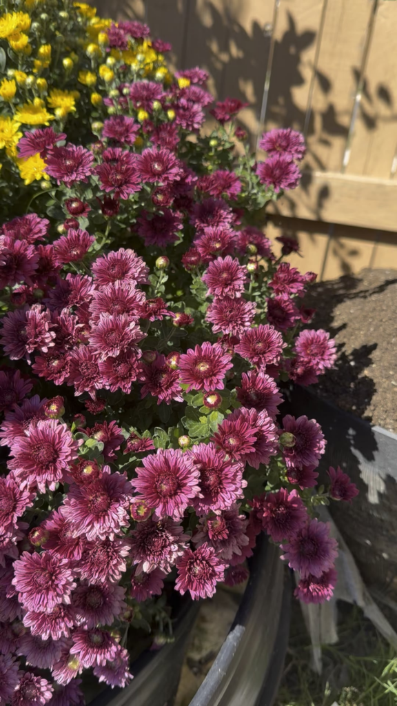 I bought two small pots of mum last year. Was about to throw after its bloom but decided to plant it down