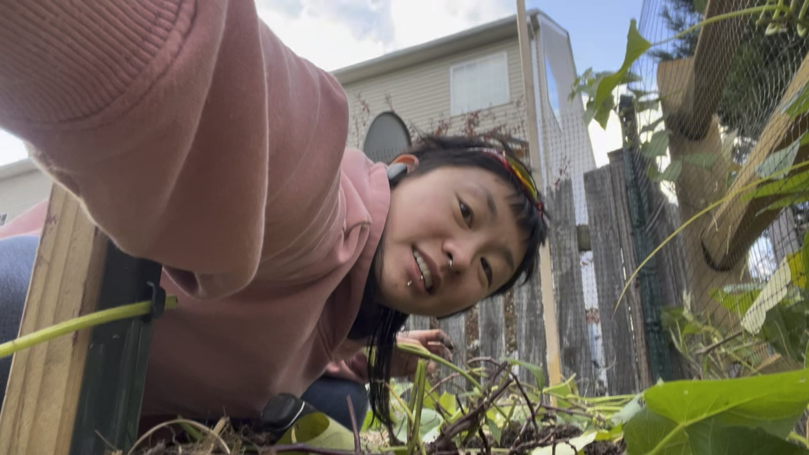 I harvested sweet potatoes today and I shrieked