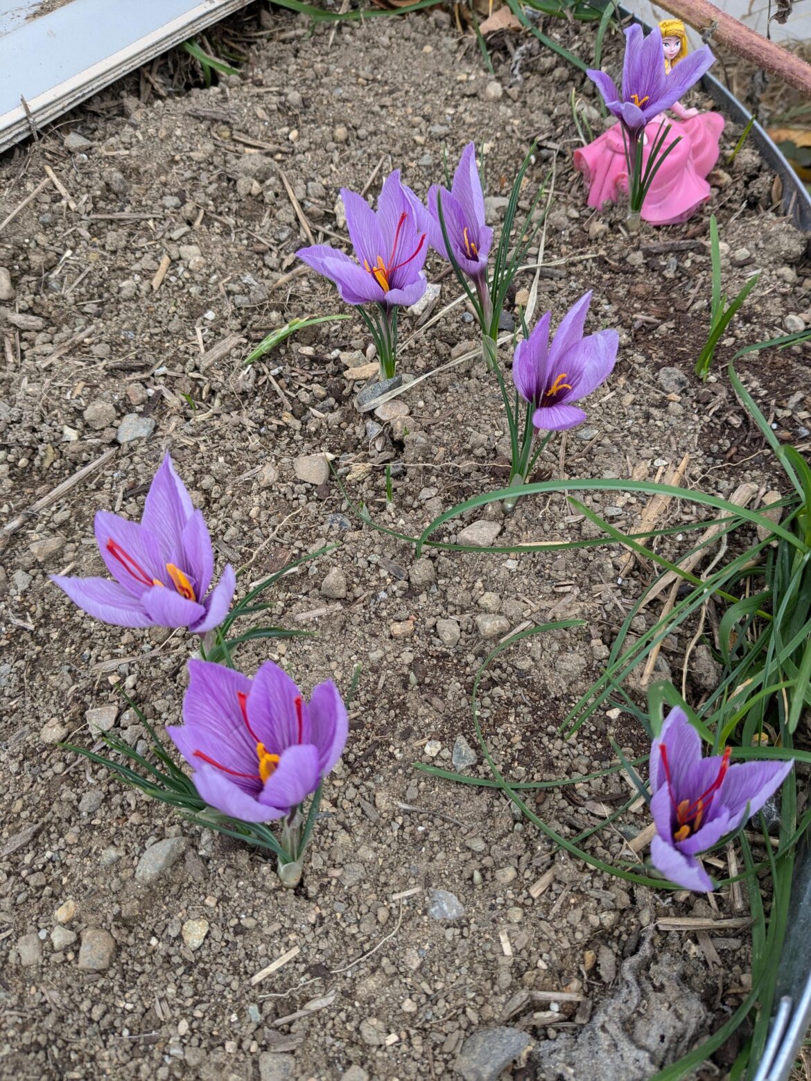 I only planted this saffron 4 weeks ago.
