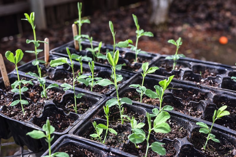 Now is a great time to sow sweet pea seeds in the greenhouse prior to spring planting. Photograph: Getty Images