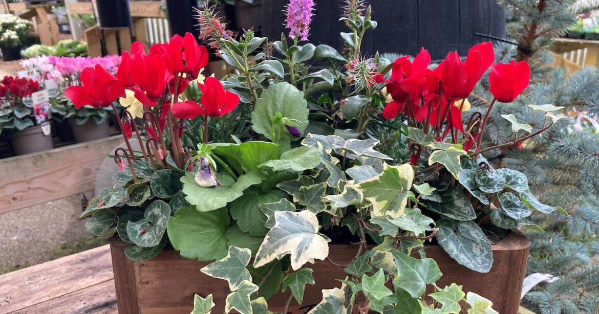 Casual Gardener – The Irish News