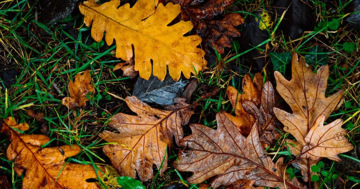 Why you should leave your garden to nature this autumn – The Irish Times Why you should leave your garden to nature this autumn – The Irish Times