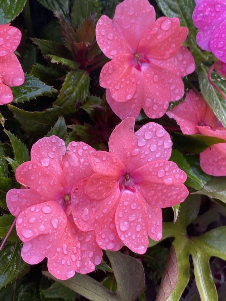 Impatients after the rain thi week. Everything is blooming