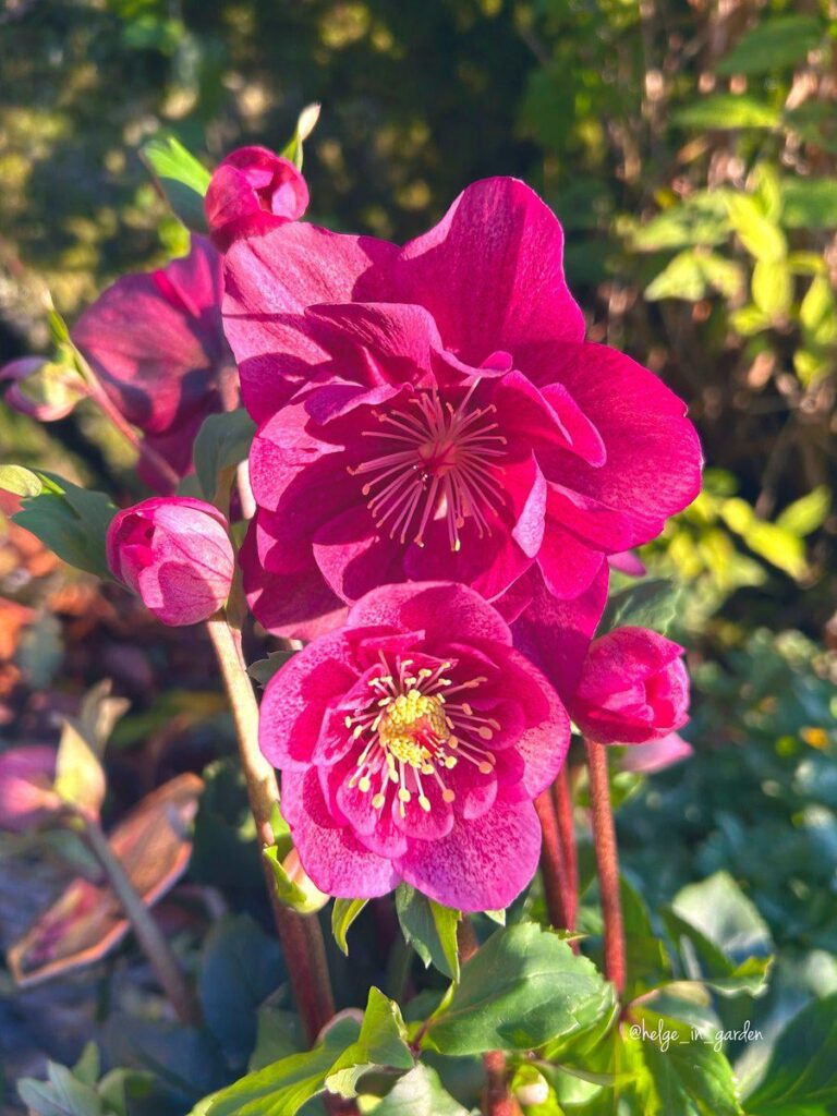 In the nov dun, Helleborus Frilly Ruby a new variant in the garden this season 😍