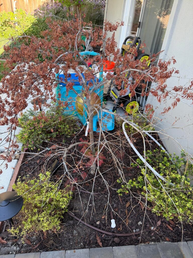 Is this Japanese maple tree dying? Anyway I can save it?