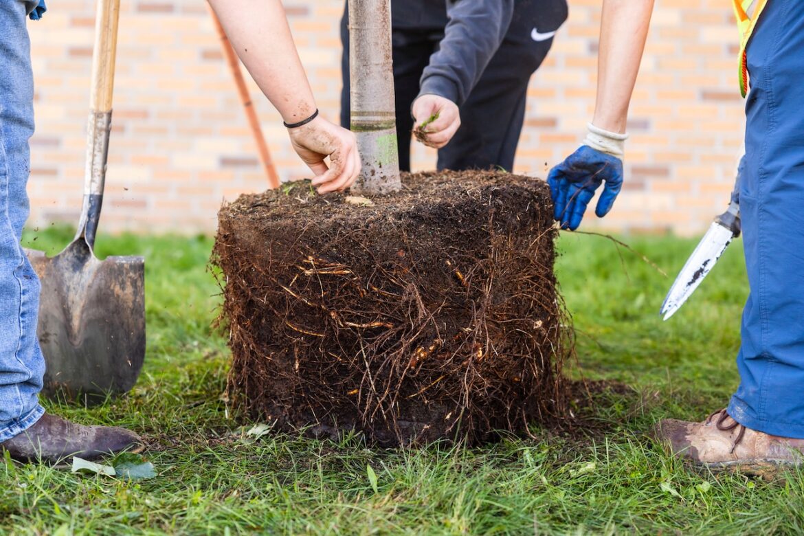 ‘A menu of tree species:’ This guide helps homeowners select trees that will thrive Mostly Sunny