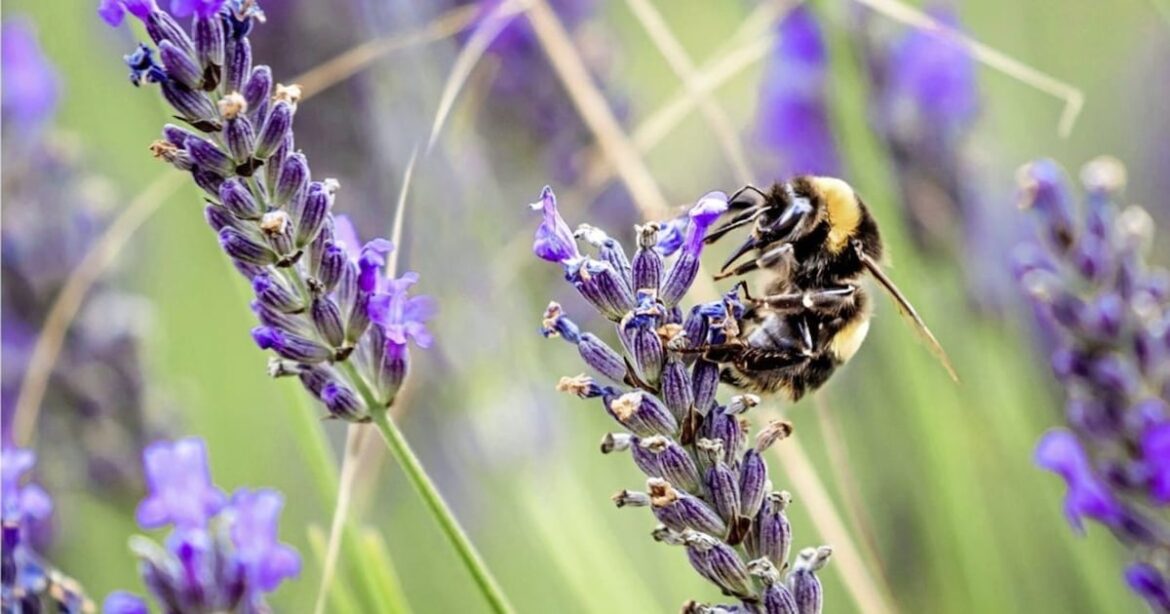 Casual Gardener – The Irish News