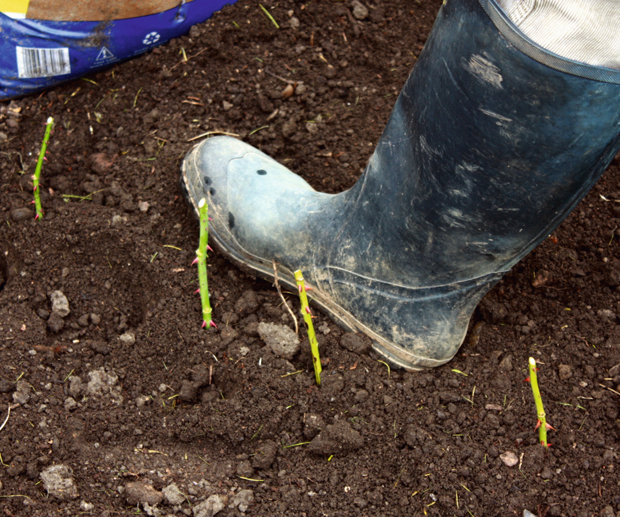 Hardwood rose cuttings planted in an outdoors trench