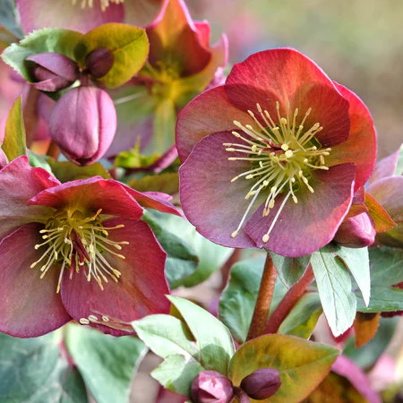 FrostKiss&trade; Penny's Pink&reg; Lenten Rose