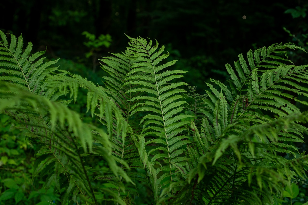 Bright green Christmas tree fern