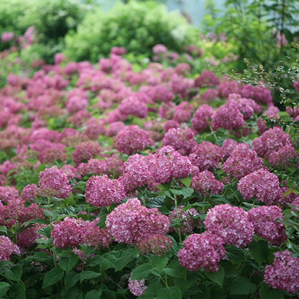 Invincibelle Mini Mauvette&reg; Hydrangea - 4" Pot - Proven Winners