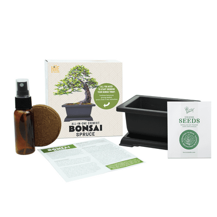 Buzzy Seeds Bonsai Tree Starter Kit, All-In-One Indoor Gardening Set for Beginners
