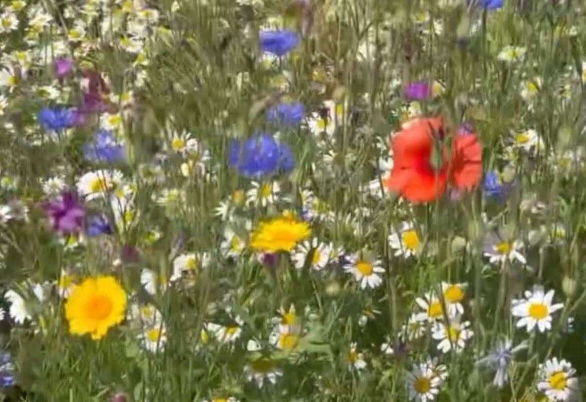 Gardener Jamie Marsh tells us how he has created his own wildflower meadow Gardener Jamie Marsh tells us how he has created his own wildflower meadow