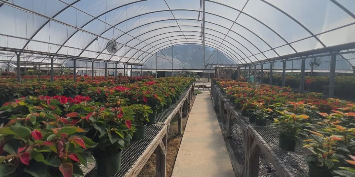 Harrison County gardeners work to get plants acclimated to cold weather