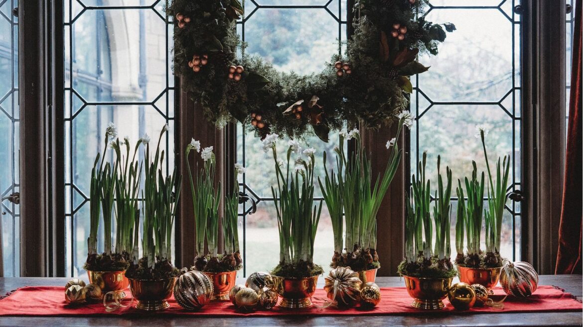 Indoor bulbs for low light: 3 you can force for Christmas Paperwhites forced for Christmas