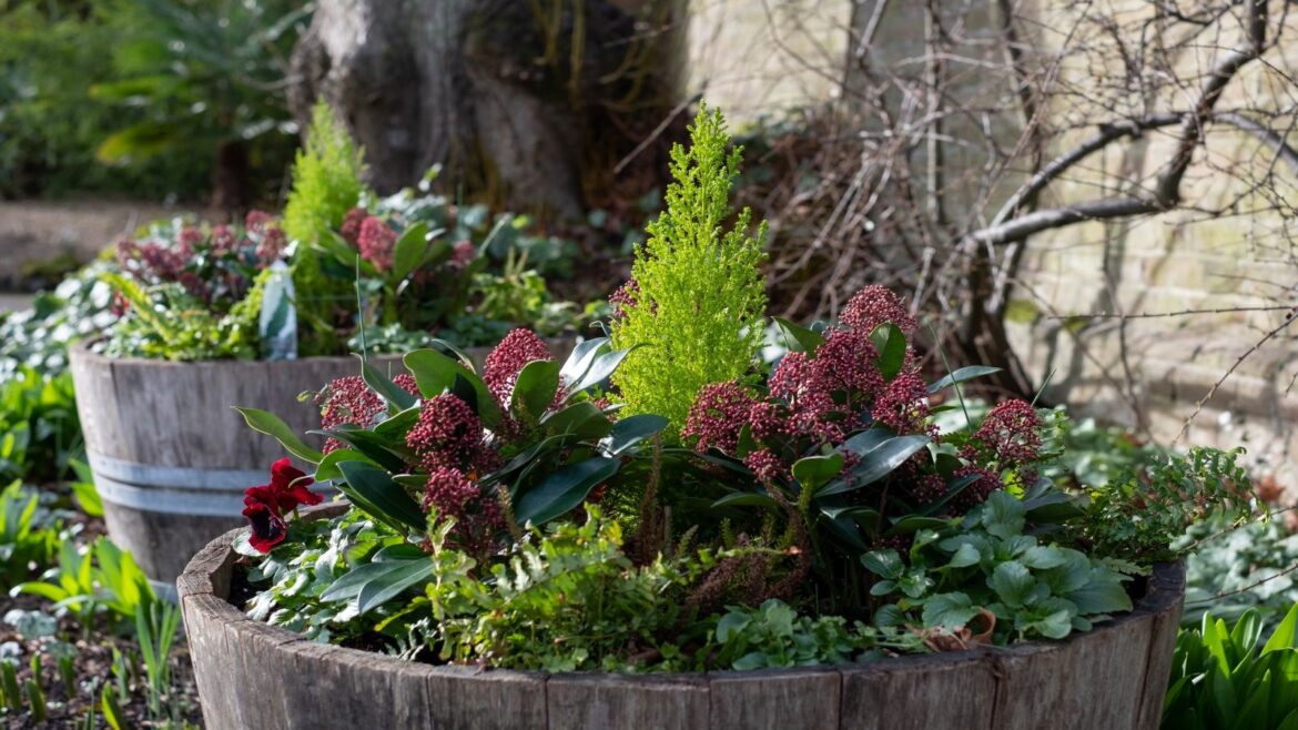 How to transition fall containers to winter: 5 expert ideas A half barrel planted with winter plants including Skimmia, pansies, ferns and evergreens