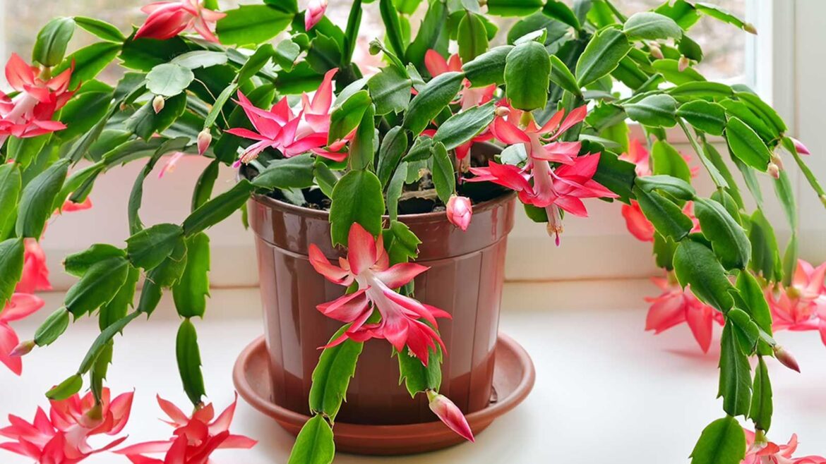 How To Use Coffee Grounds For Better Christmas Cactus Blooms potted Christmas cactus with pink flowers on windowsill