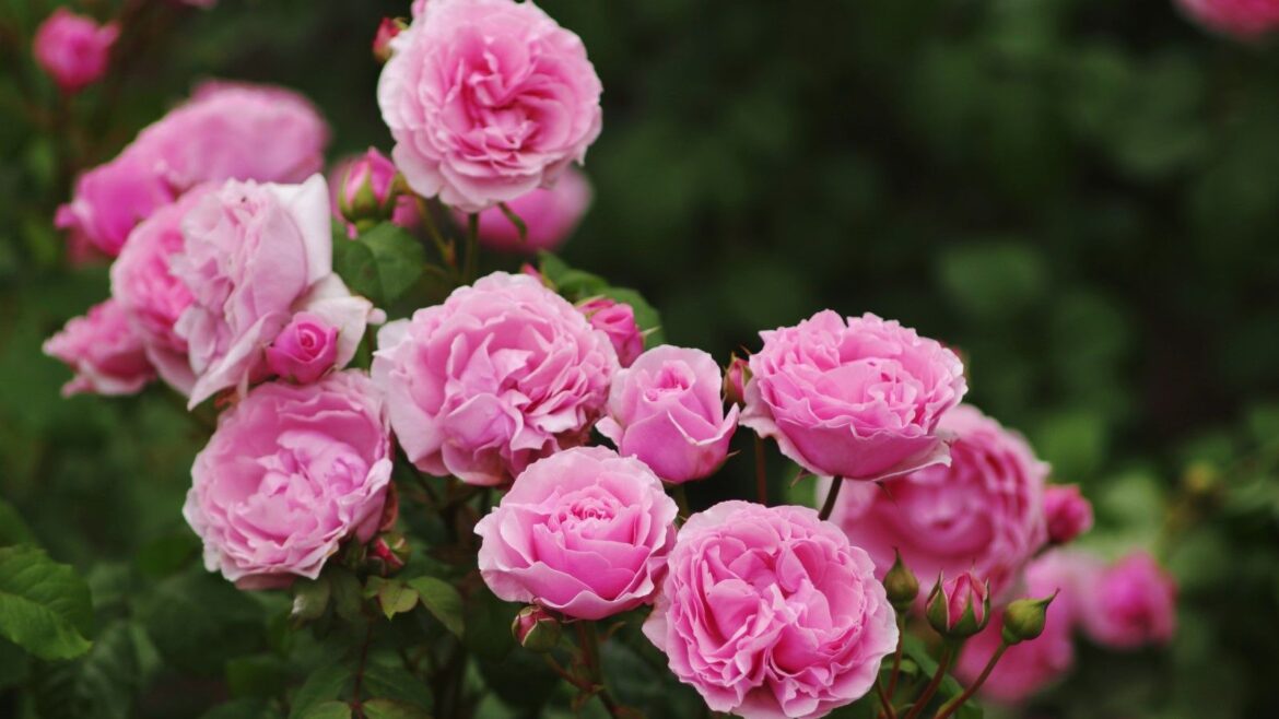 What to do with roses in November: 5 essential jobs Pink flowering roses