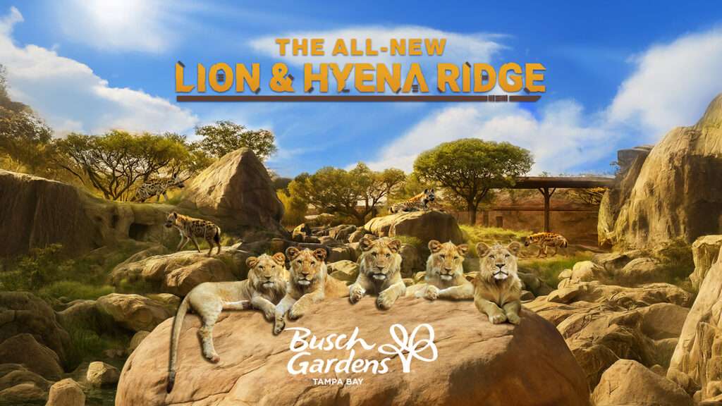 Busch Gardens Tampa Bay to open new lion and hyena habitat in 2026 Busch Gardens Tampa Bay to open new lion and hyena habitat in 2026