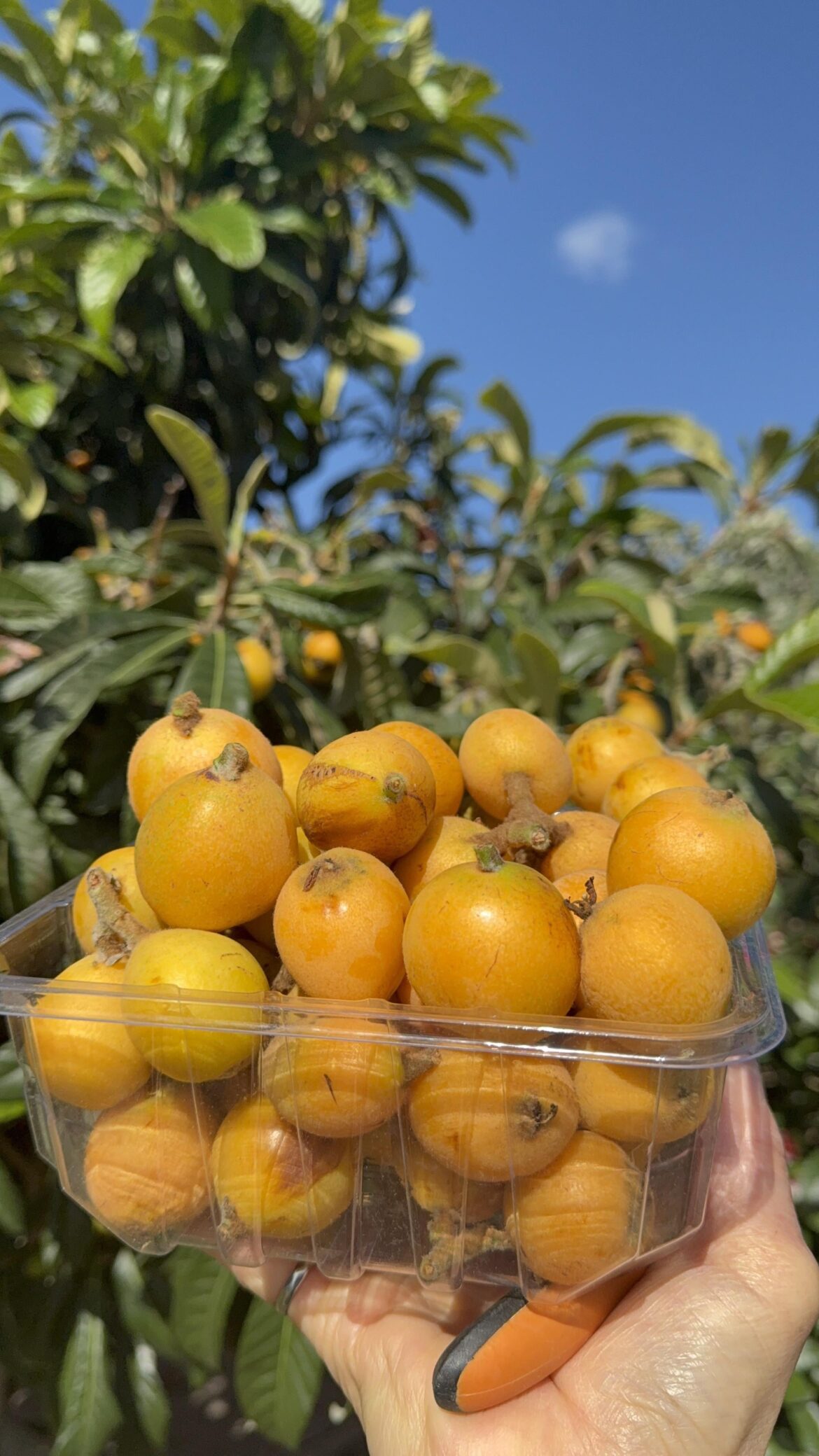 Loquats from my backyard