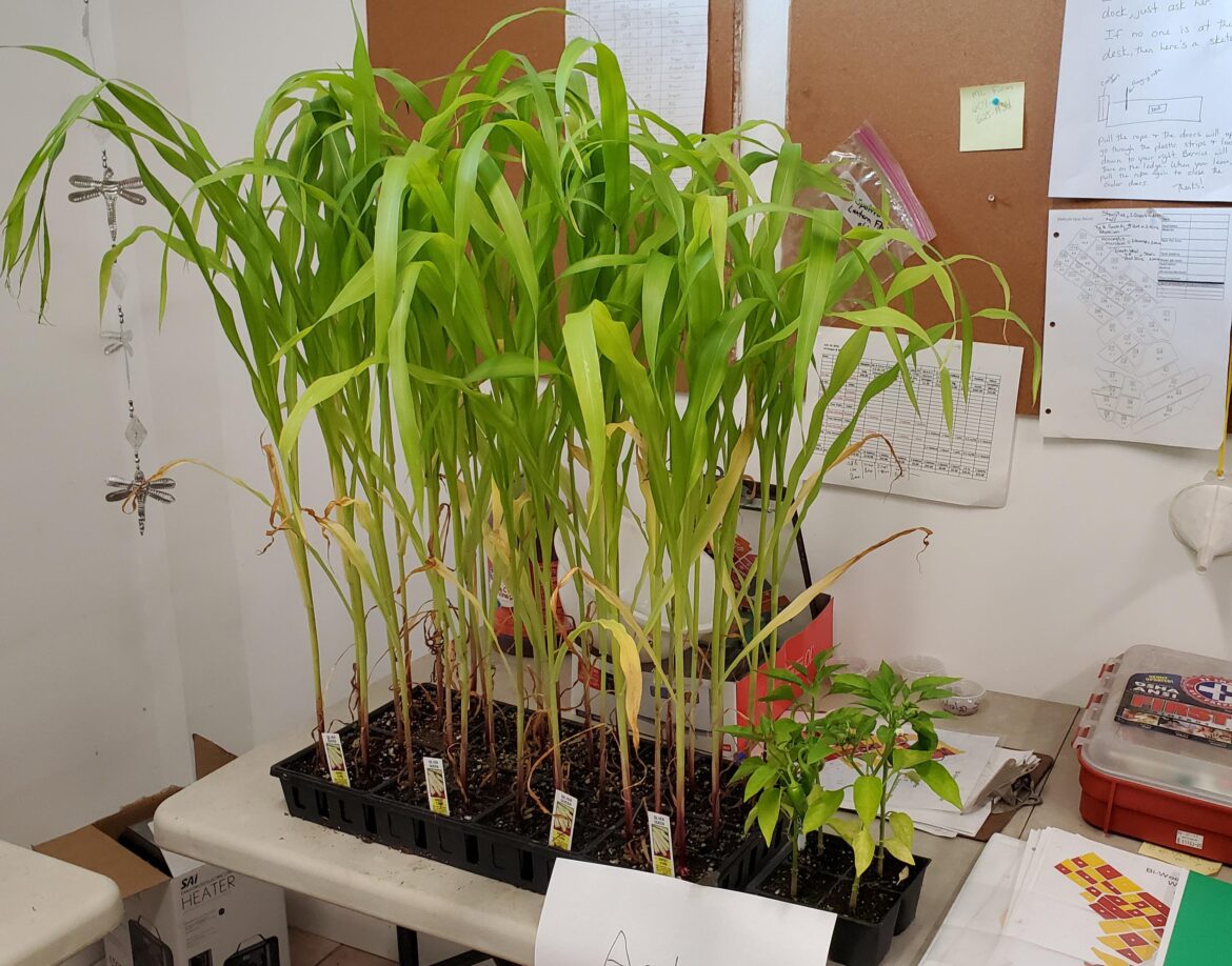 Lost my whole garden last week to hail. Walk into this at work this morning. I love my job and co workers!!!!