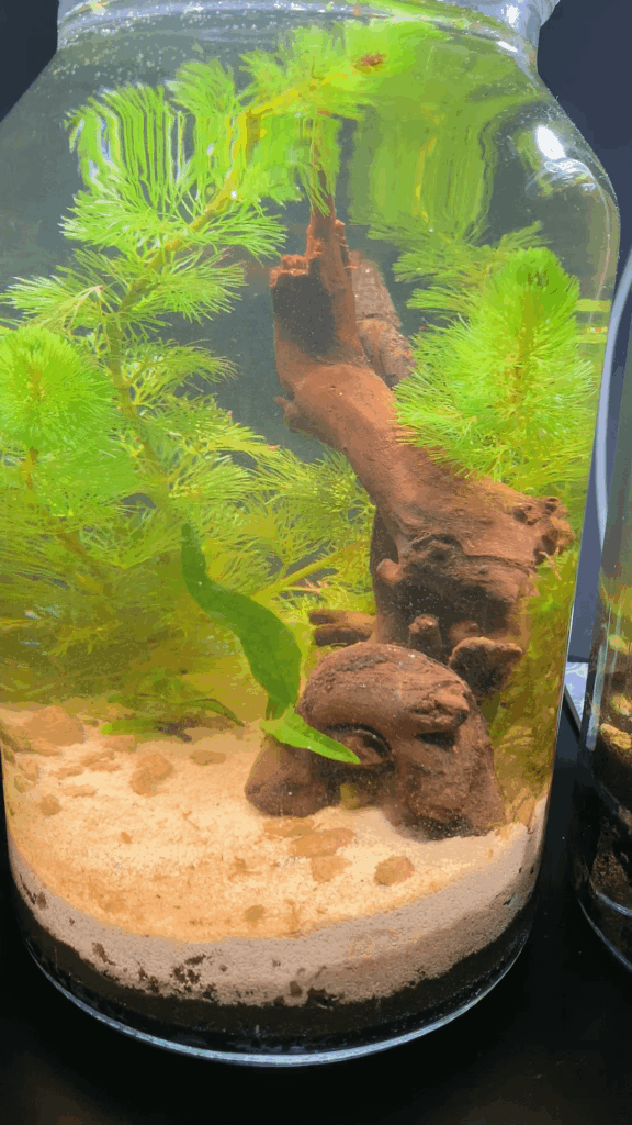 Day 10 — One Gallon Walstad Neocaridina Ecosystem