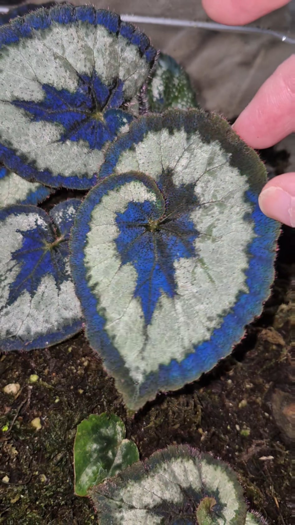 Sometimes I'm sad but then I just look at this Escargot Begonia and I'm happy again.
