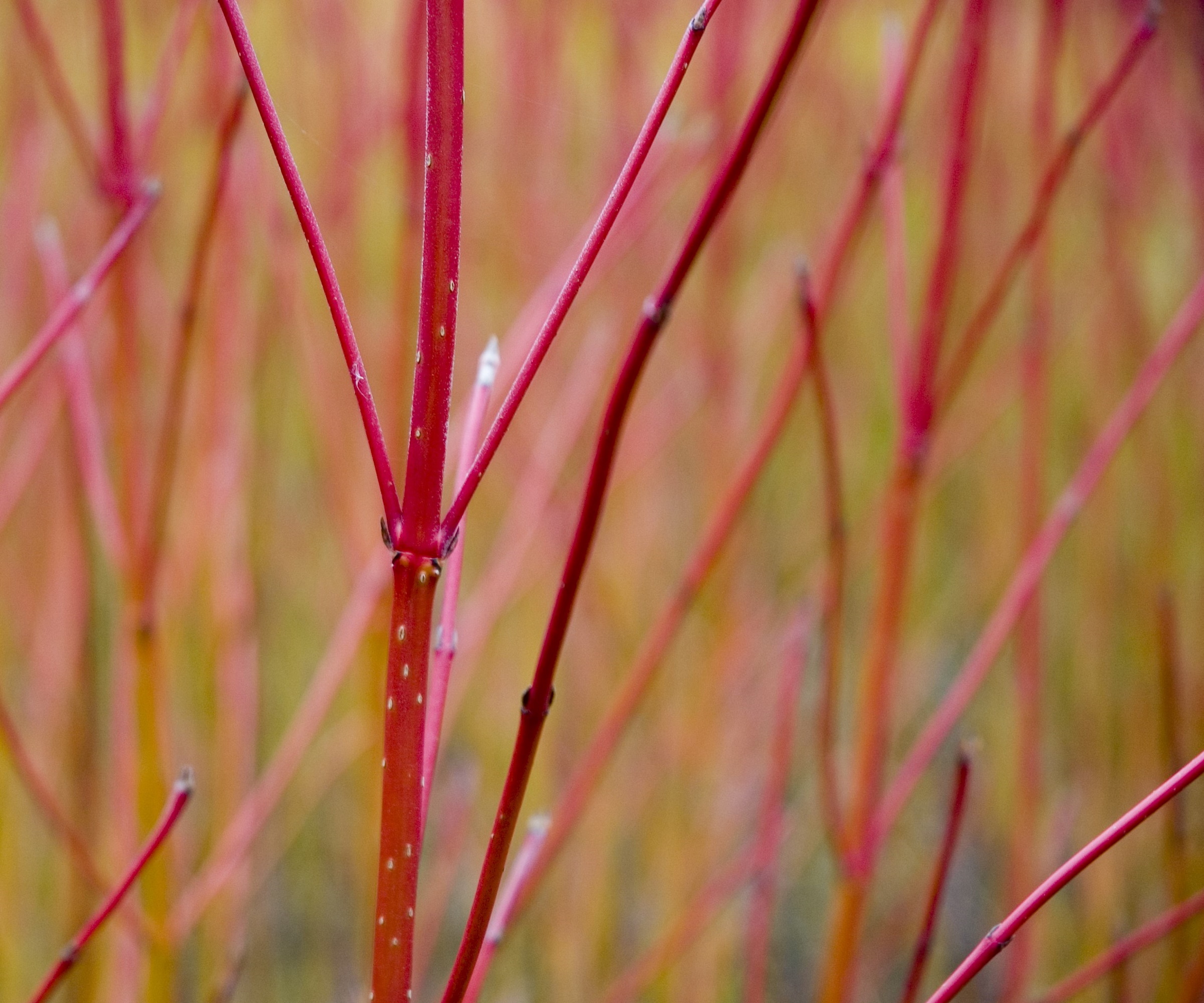 Dogwood with red stem in fall