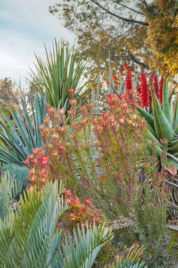 Leucadendron salignum ‘Winter Red’ surrounded by blooming aloes at Walnut...