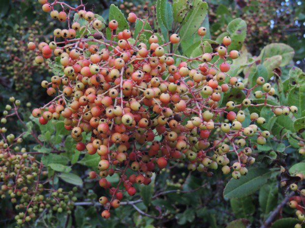 Toyon produces beautiful berries. (Photo by Diane Lynch)