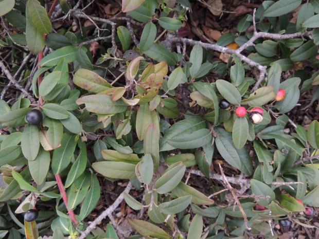 Coffeeberry is widespread in coastal California. (Photo by Diane Lynch)