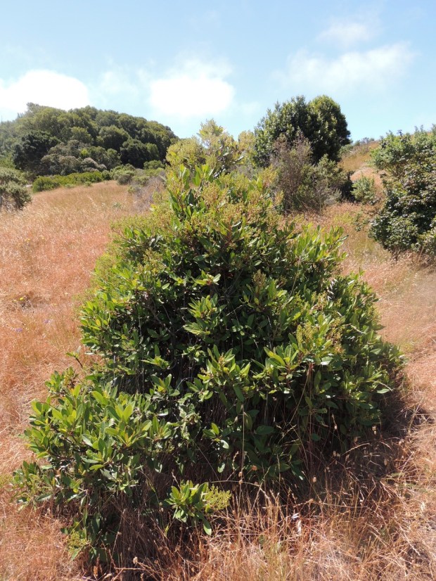 Toyon pictured on Ring Mountain. (Photo by Diane Lynch)