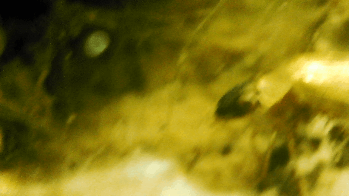 Close up of the diving beetle I just found again, a snail and a water boatman (love those eyes!)