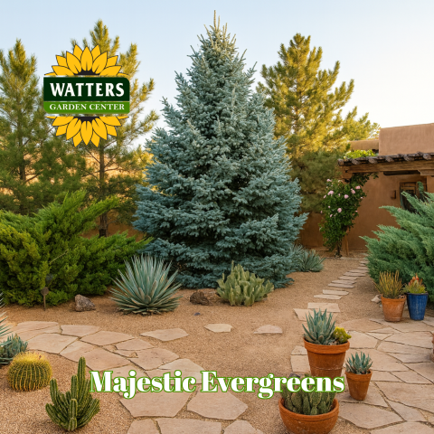 "Majestic Evergreens" with evergreens in background in front of a house, and cactie in foreground 