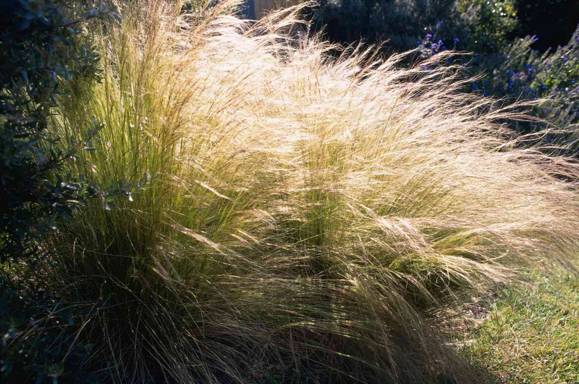 6 Ornamental Grasses to Never Plant in Your Garden 6 Ornamental Grasses to Never Plant in Your Garden