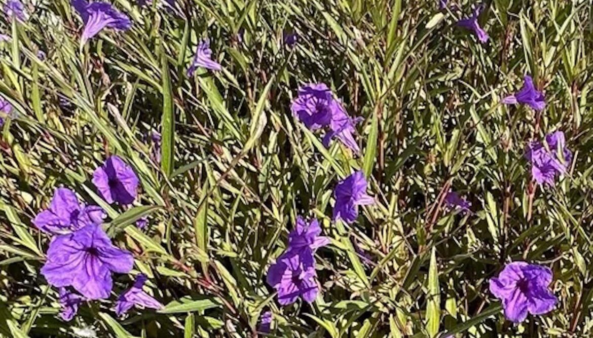Homeowner pleads for advice on serious landscaping issue: ‘It looks very daunting’ The Reddit gardening community helped a new homeowner deal with a pesky Mexican petunia plant in their yard.