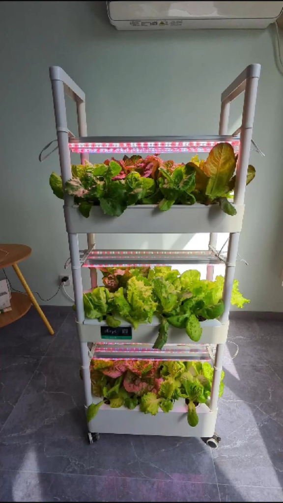 Mixed lettuce varieties this round 🌿