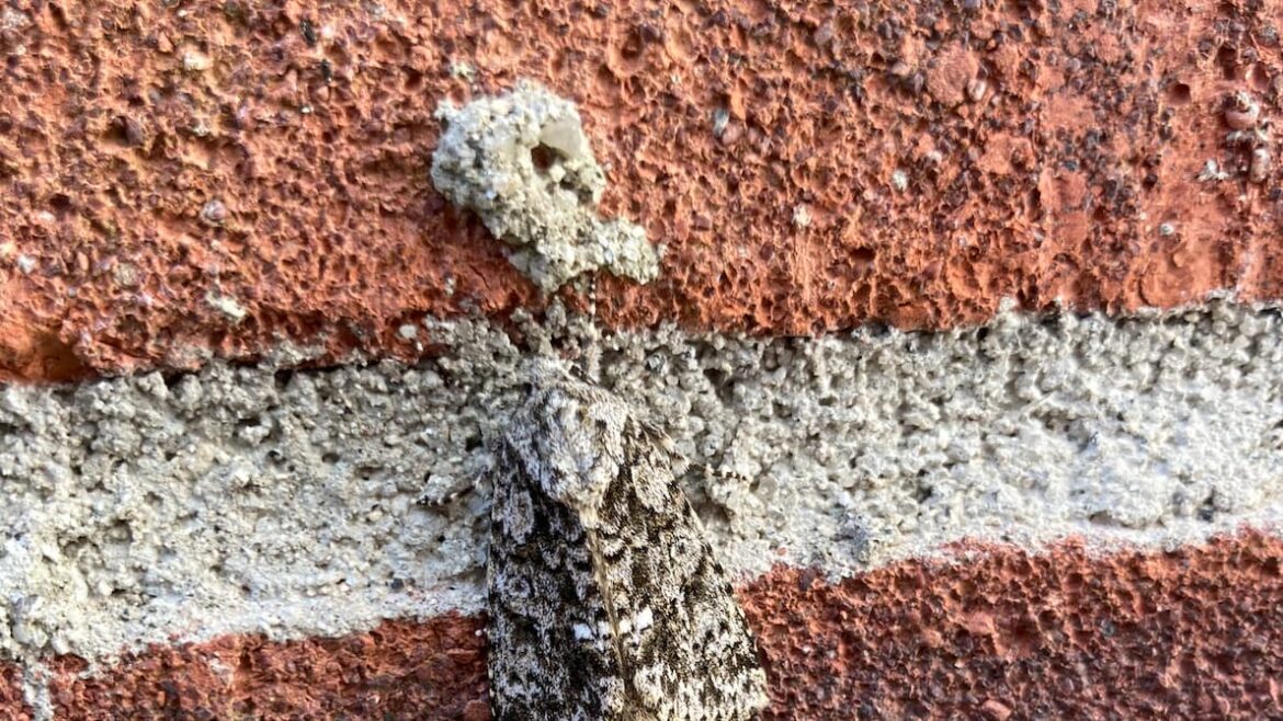 Gardening with Martin Pallett: Provide for the pollinators Gardening with Martin Pallett: Provide for the pollinators