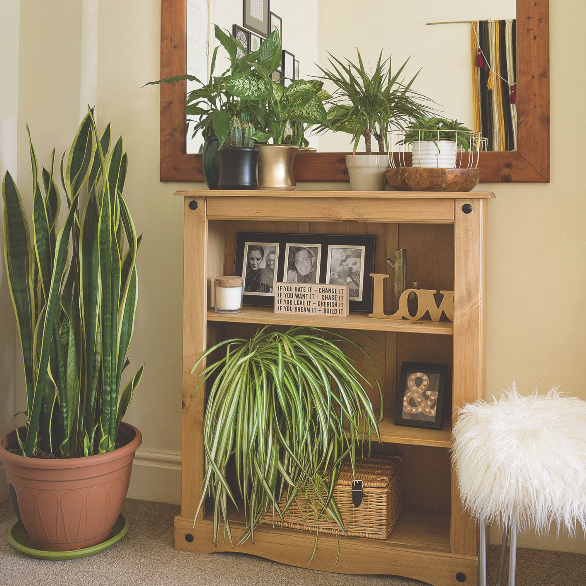 Large potted snake plant next to small wooden bookcase with spider plant and other houseplants in pots