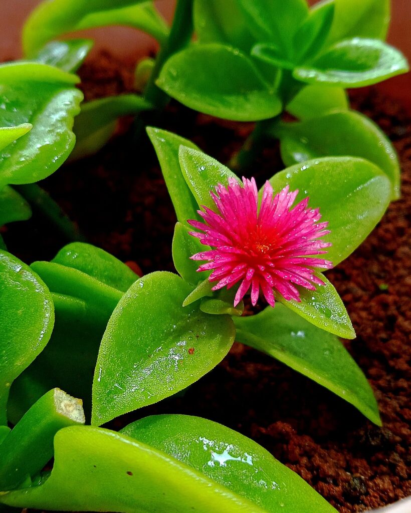 My Baby Sun Rose bloom 🥺🫶🏻