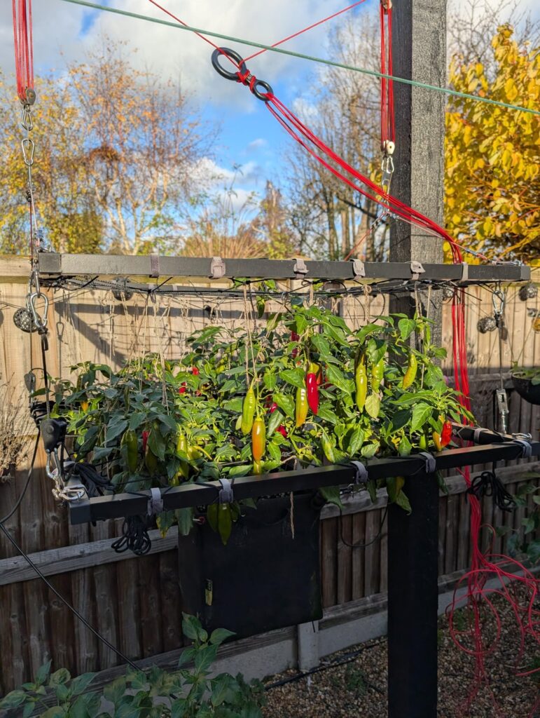 My elevated pepper plant is still producing. In late November. What sorcery is this?