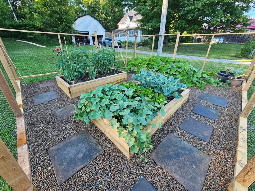 My first crack at gardening My first crack at gardening