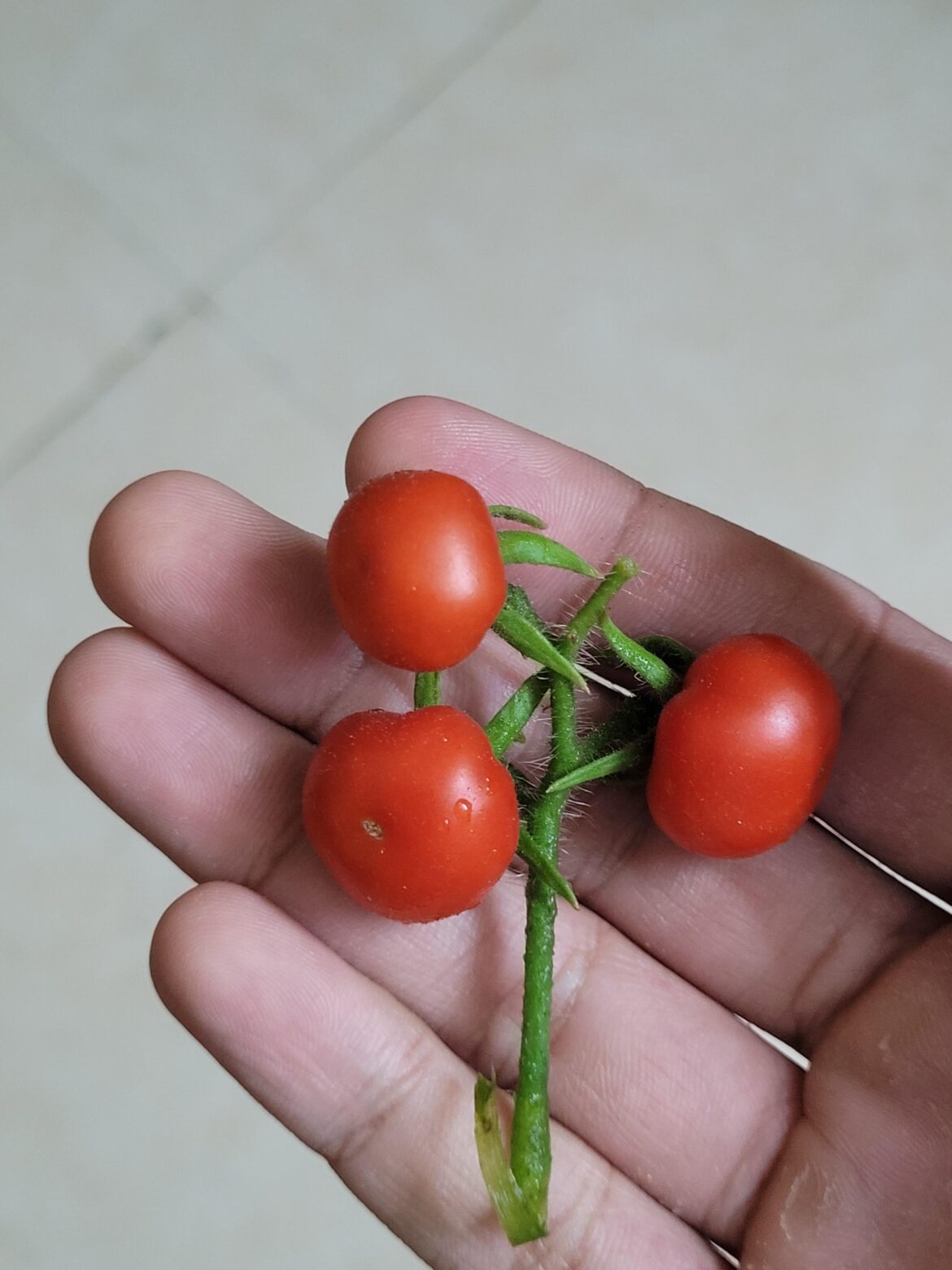 My first harvest!