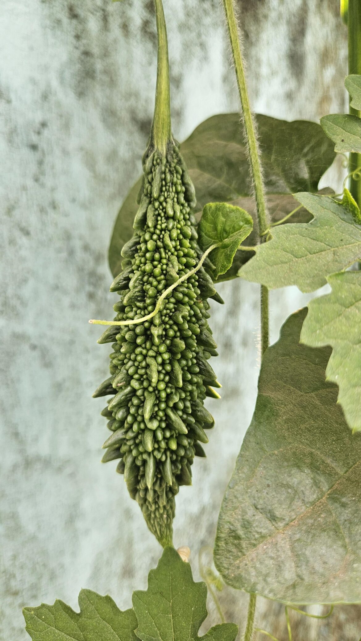 My first home grown bitter gourd! Does this look healthy or a bit odd to you all?