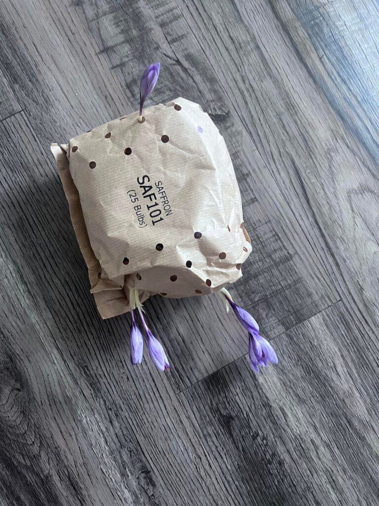 My first time trying saffron. I planted 4 bulbs about 4 weeks ago and left these to store. And they’re blooming without soil or water?? Why did it do this can you not preserve the bulbs.