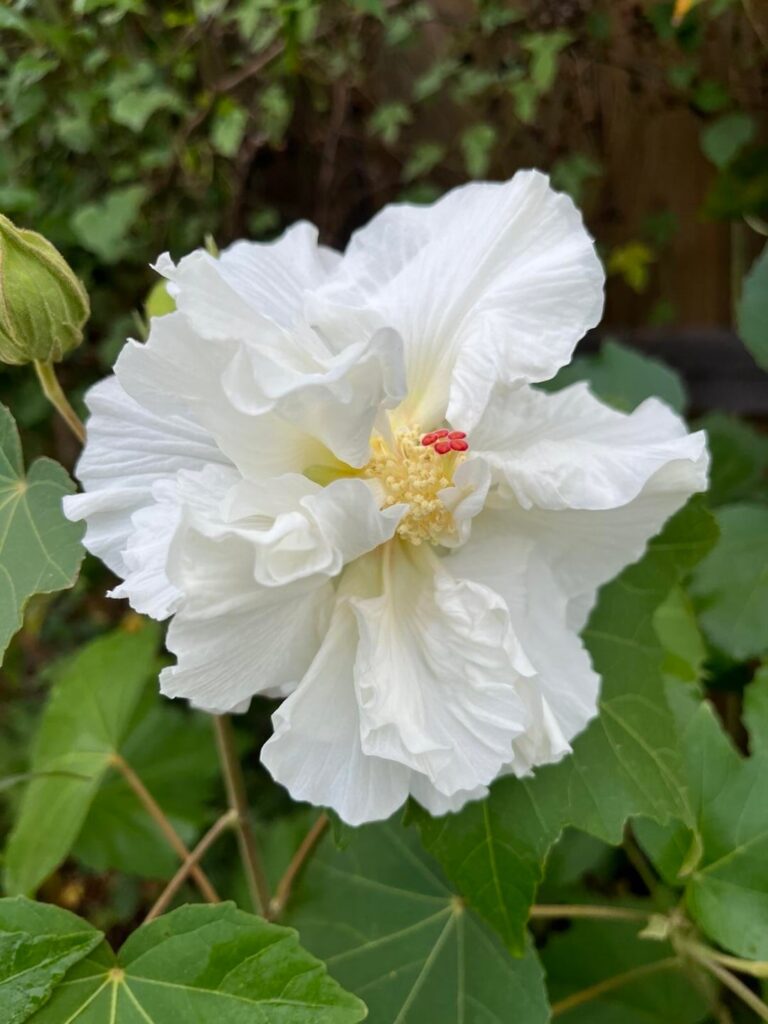 My hibiscus that changes color throughout the day, and ...